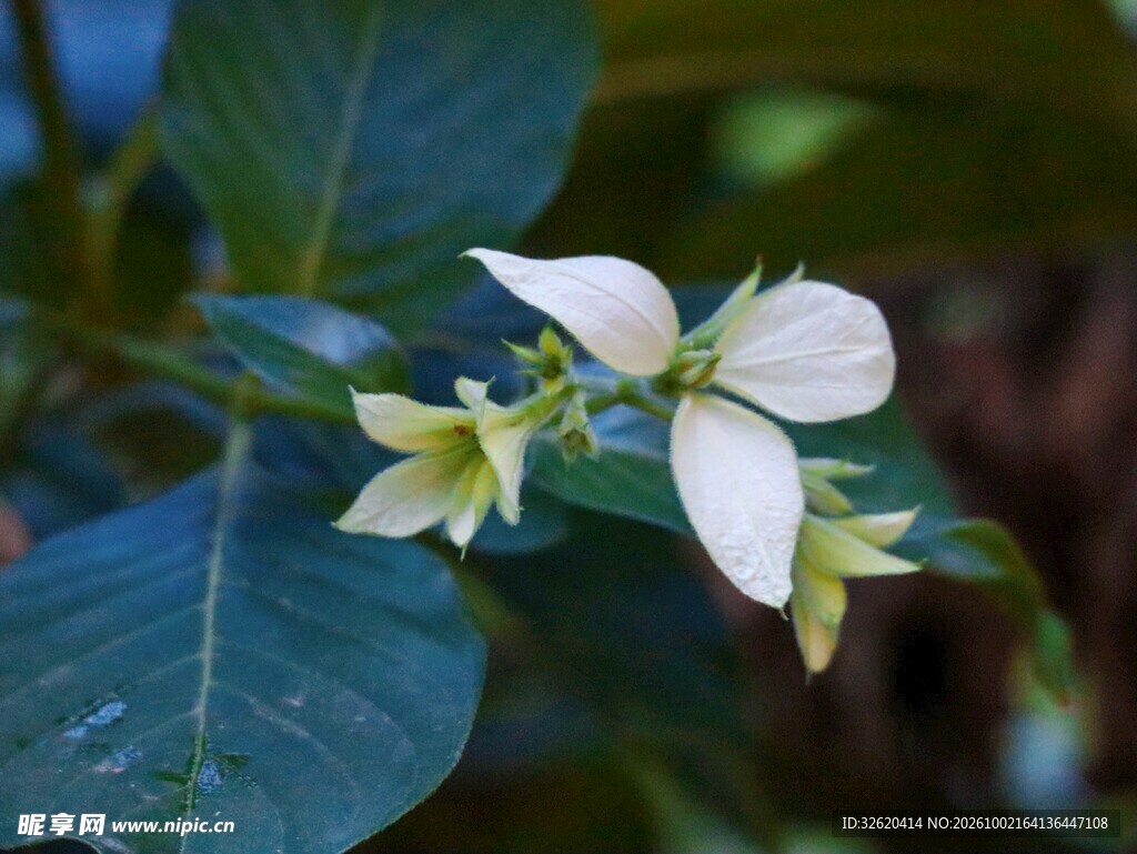 清新白色小花