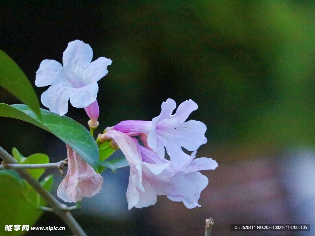 清新淡粉花卉