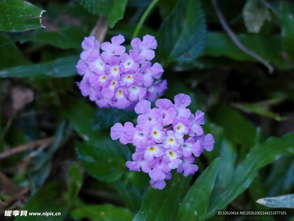 紫色花簇绿植