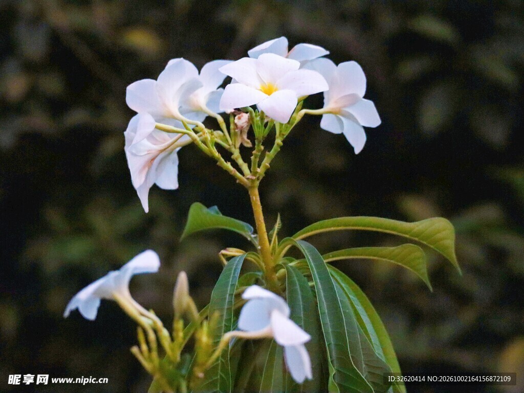 白色清新野花