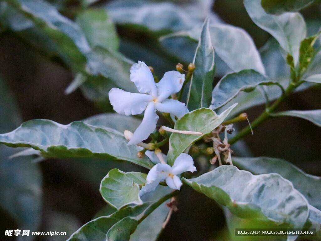 绿叶间的白色小花