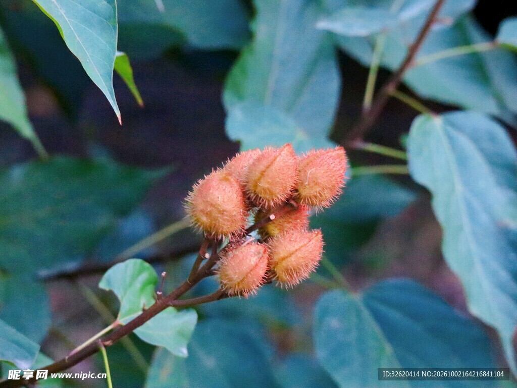枝头红色野果