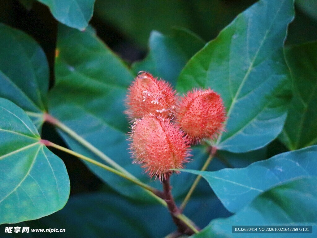 绿叶丛中红色带刺野果