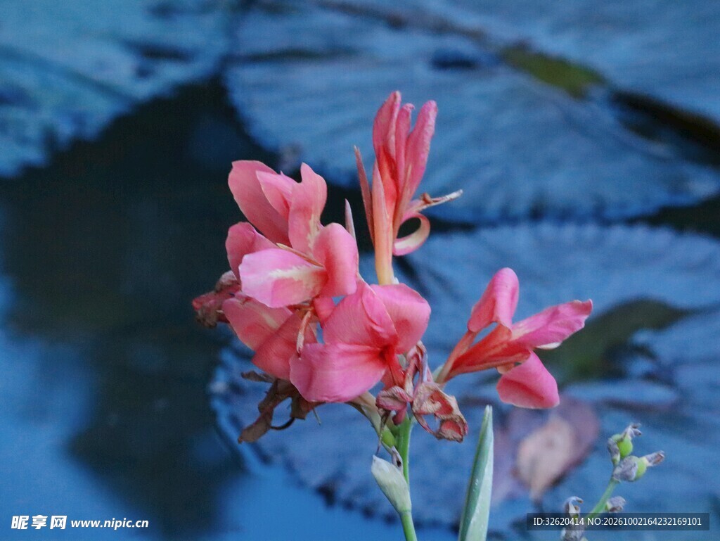 水边粉红美人蕉