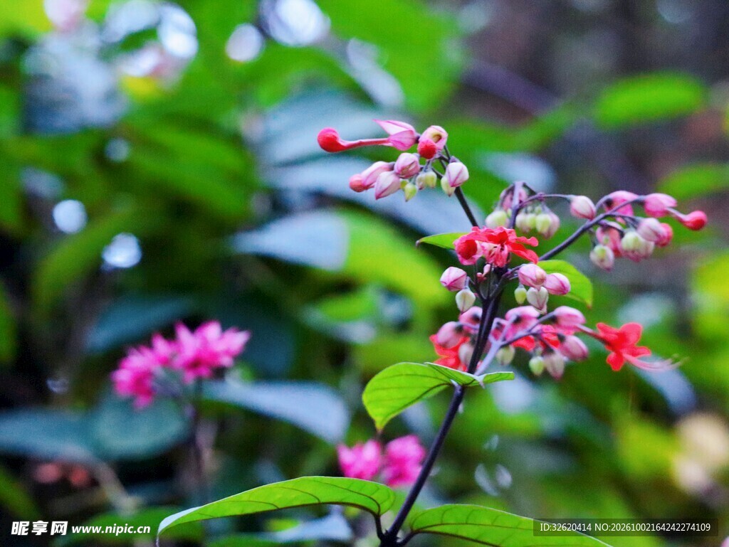 柔焦粉花绿植