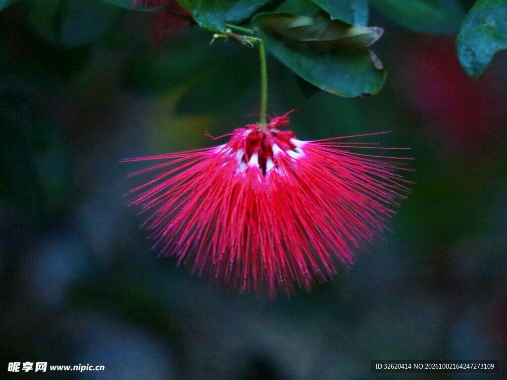 红色垂吊花丝花卉