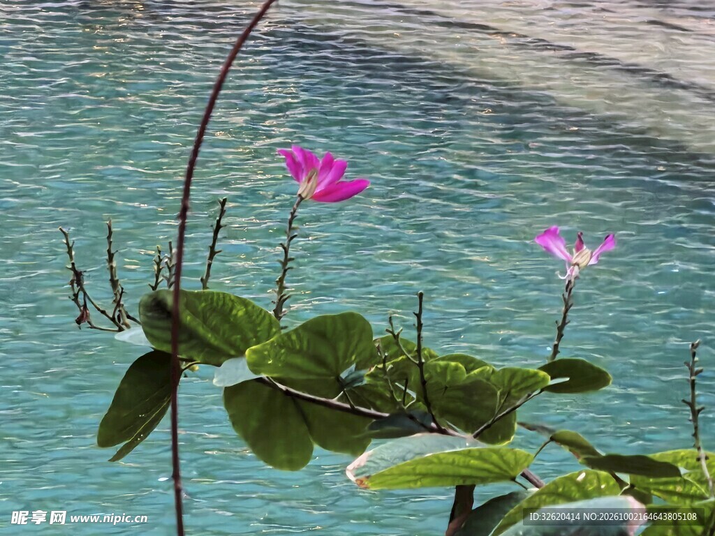 池边粉荷小景