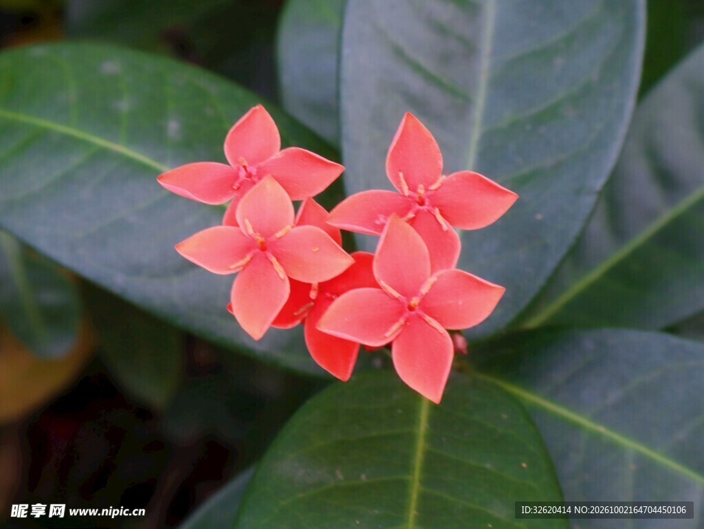 红色龙船花