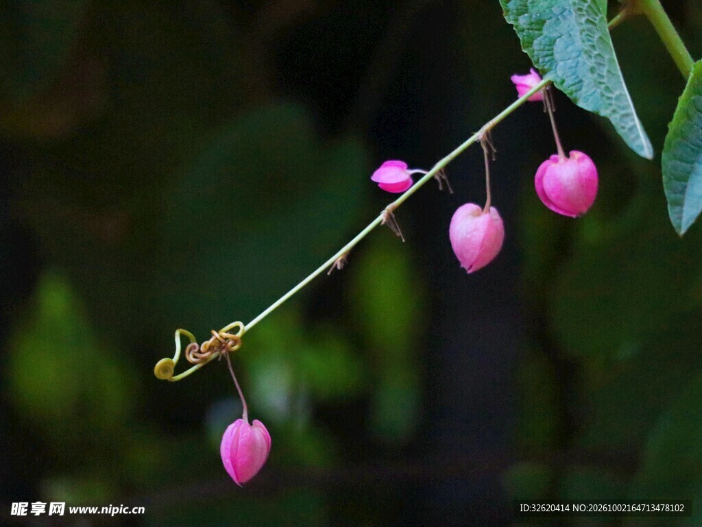 垂枝粉色心形小花