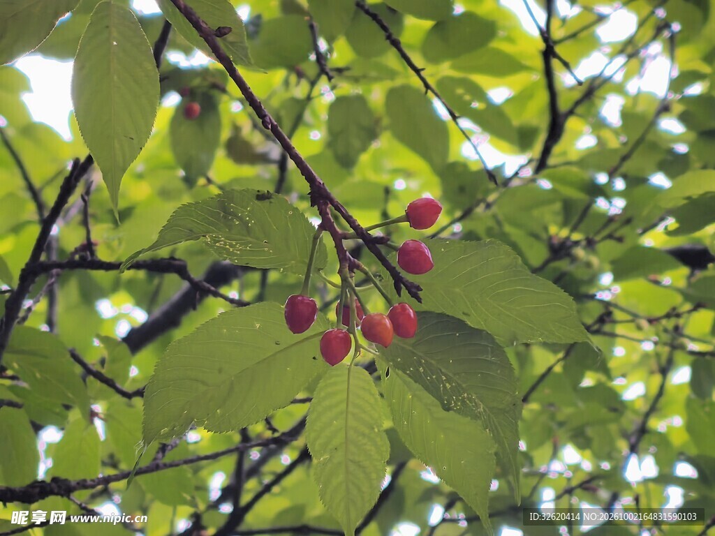 绿叶间的红色小果实