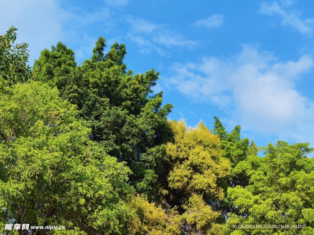 蓝天绿树自然风景