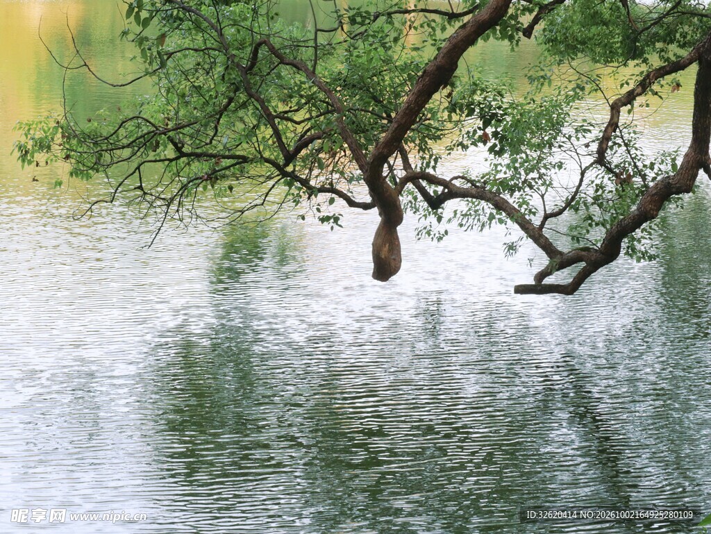 水面树影自然风景
