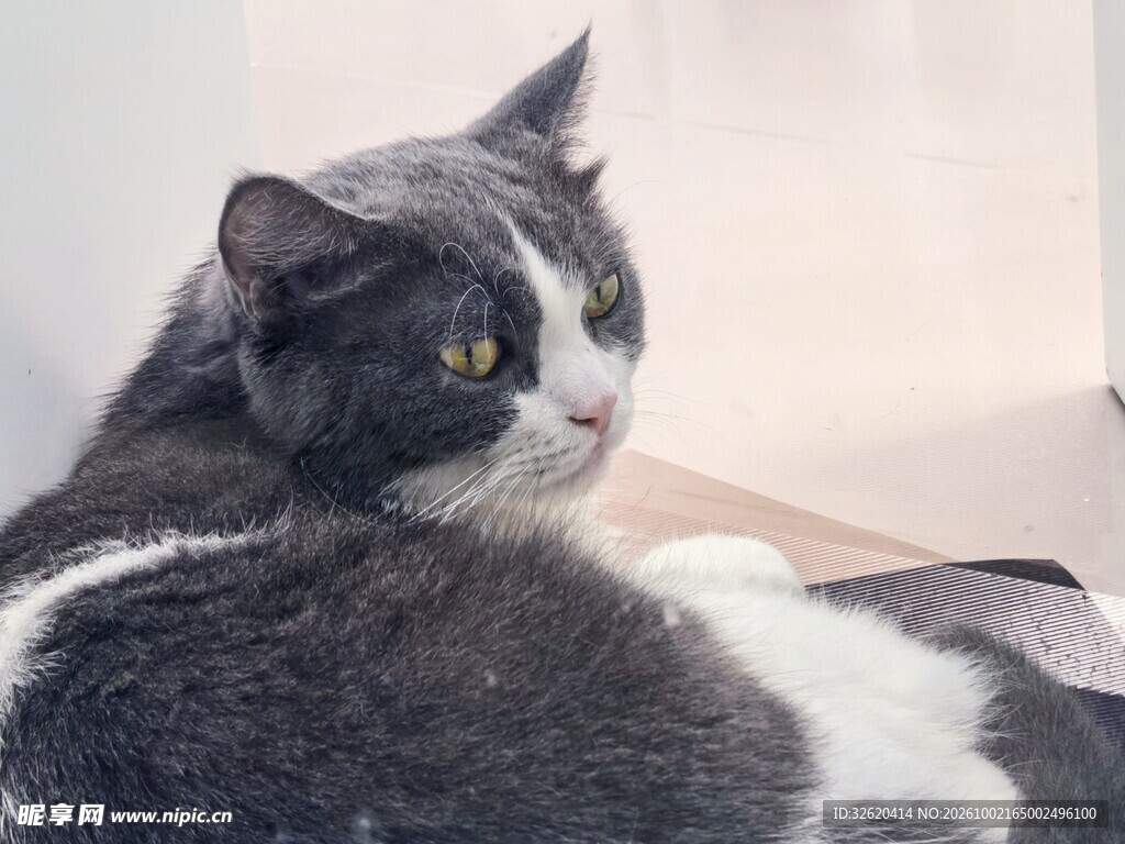 可爱蓝白宠物猫