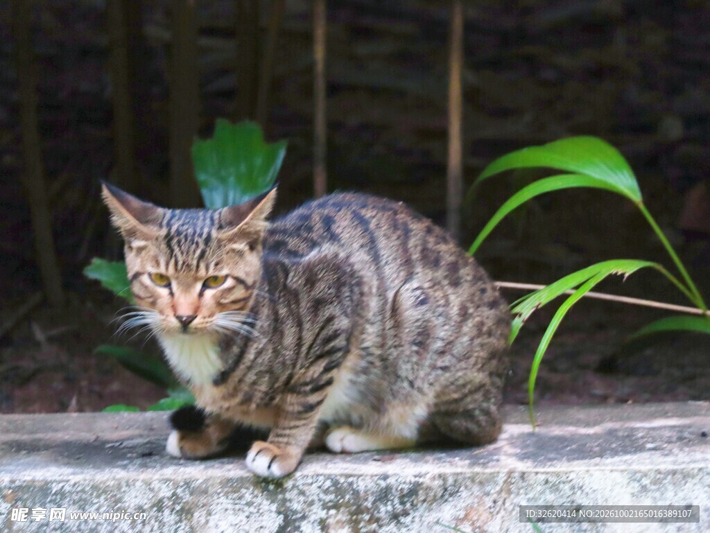 蹲坐的虎斑小猫