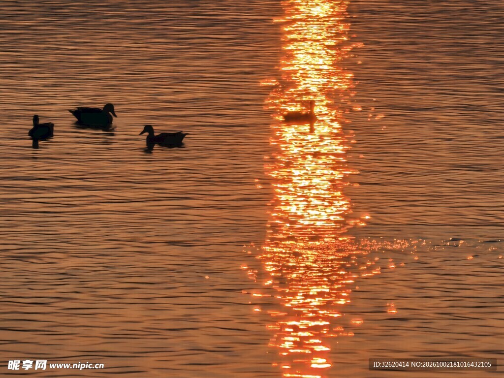 水面夕阳倒影水鸟