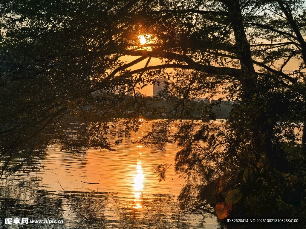 夕照湖面树影