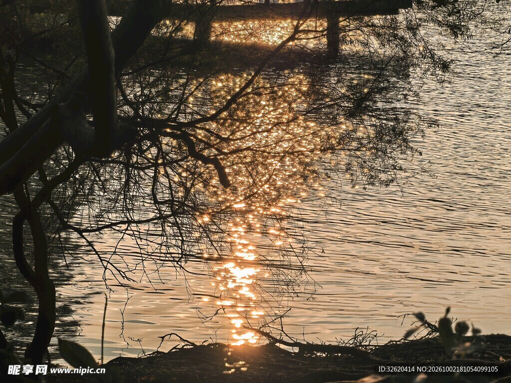 湖面夕照树影浮光