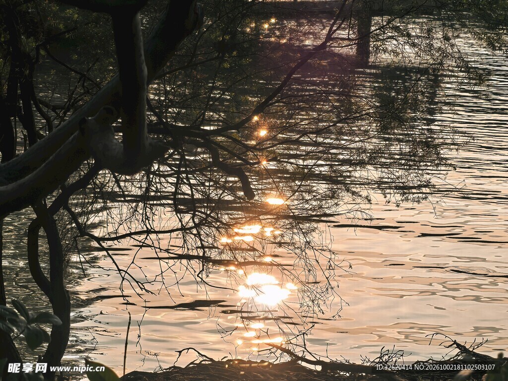 水面夕阳树影