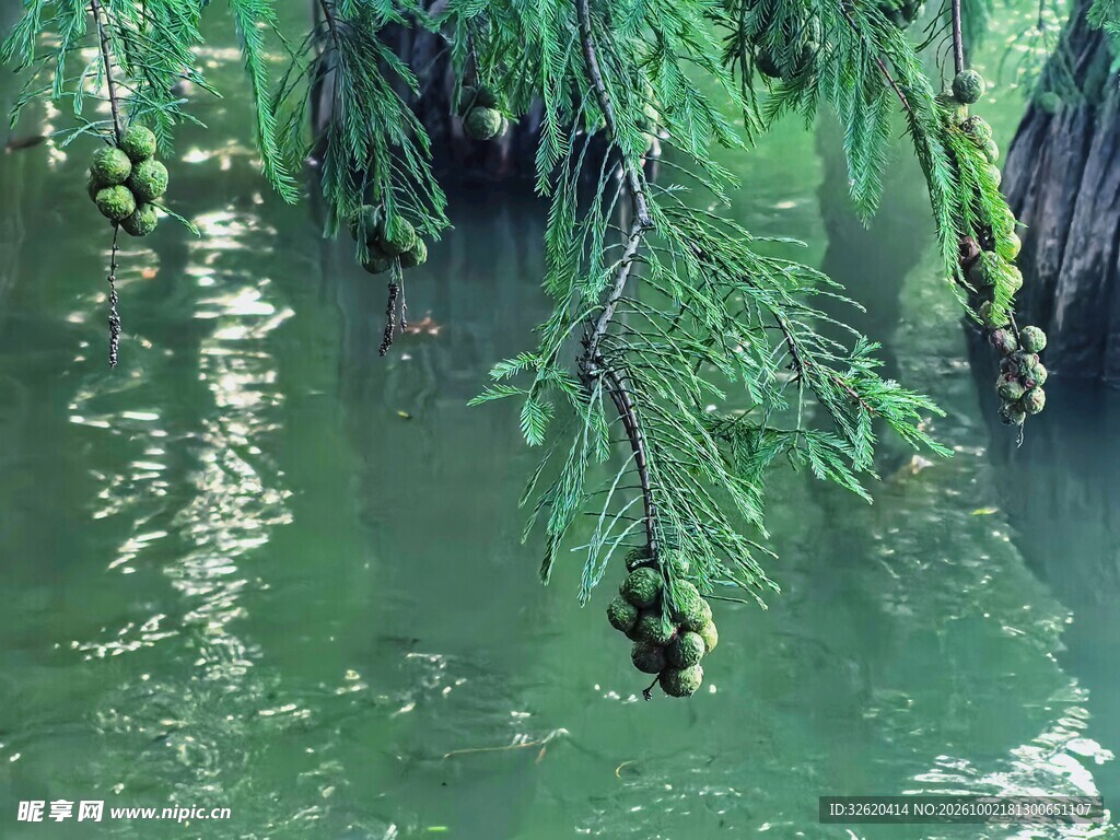 清池绿树倒影风光