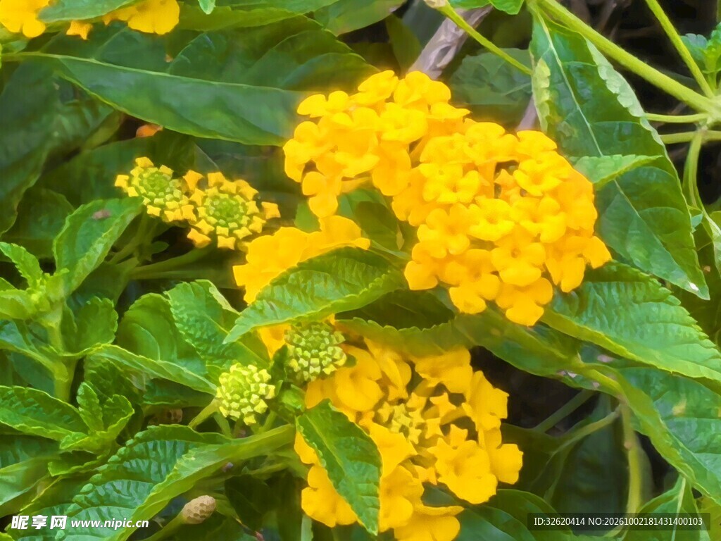 黄色马缨丹花簇
