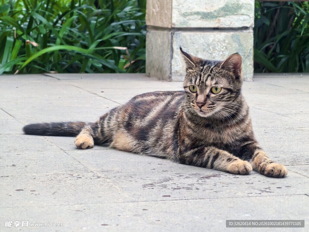 户外趴卧的狸花猫