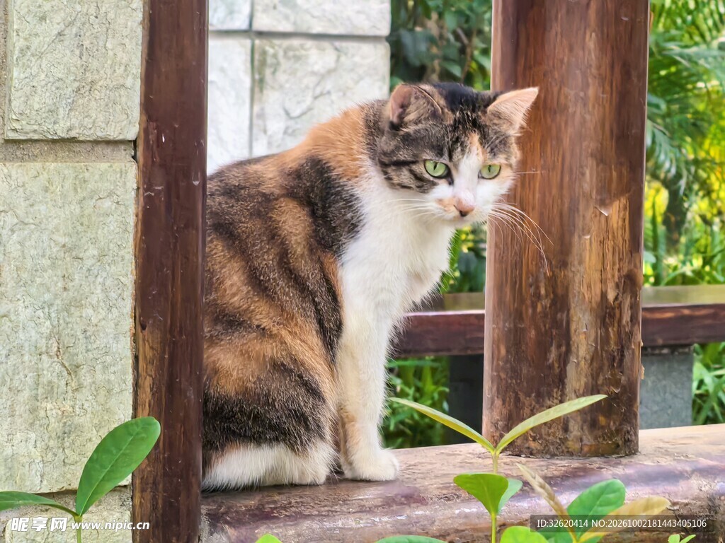 窗边闲坐的三花猫