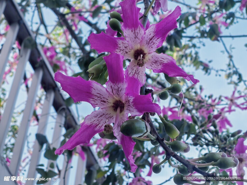 紫色铁线莲花朵