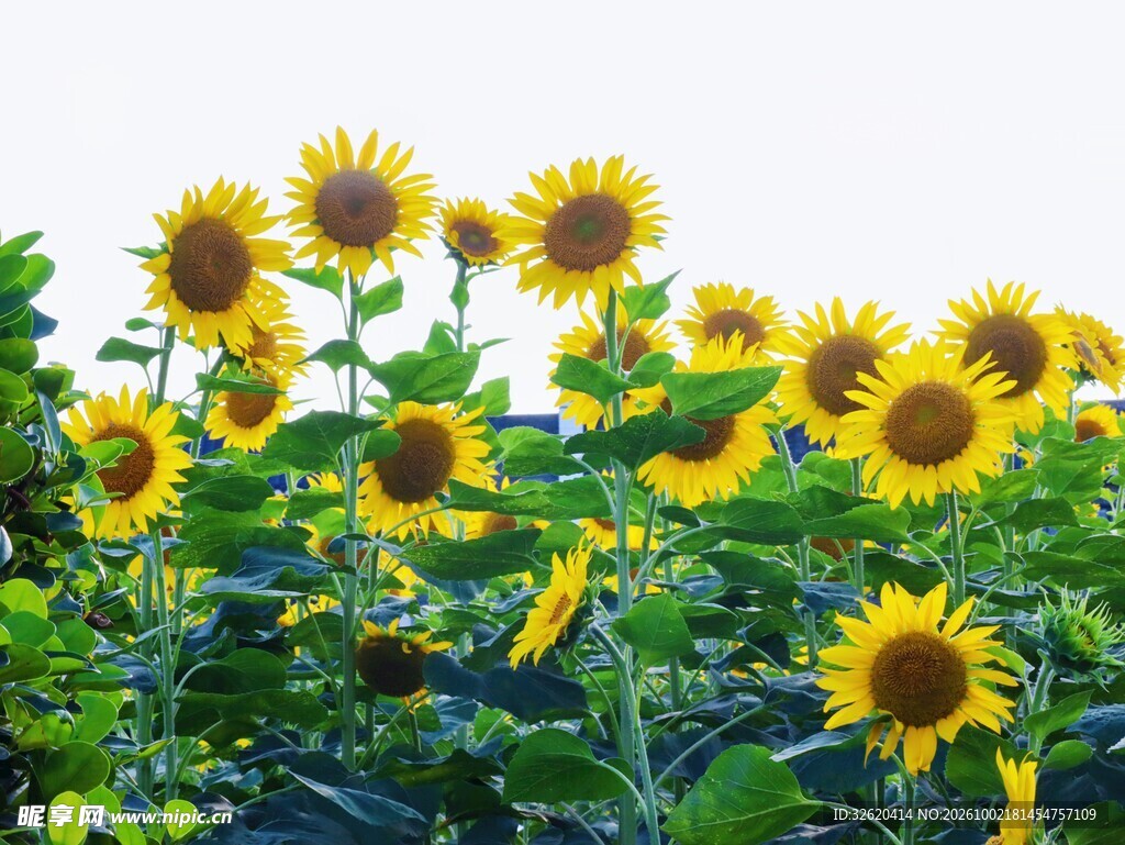 夏日向日葵花田
