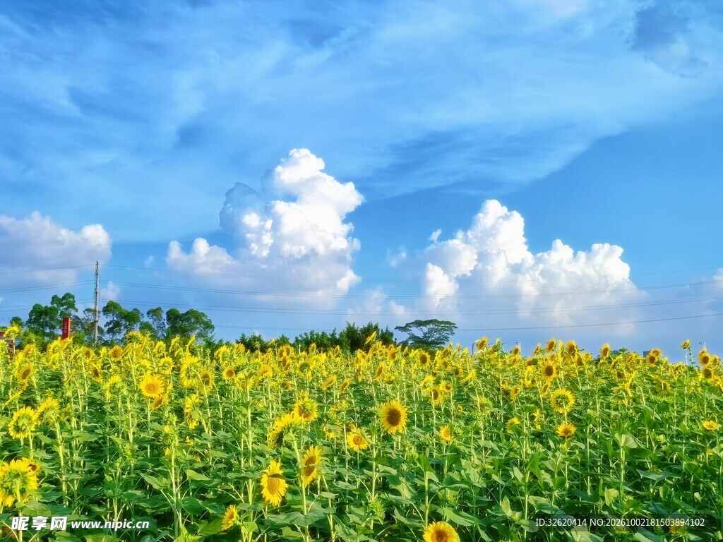蓝天下向日葵花田美景
