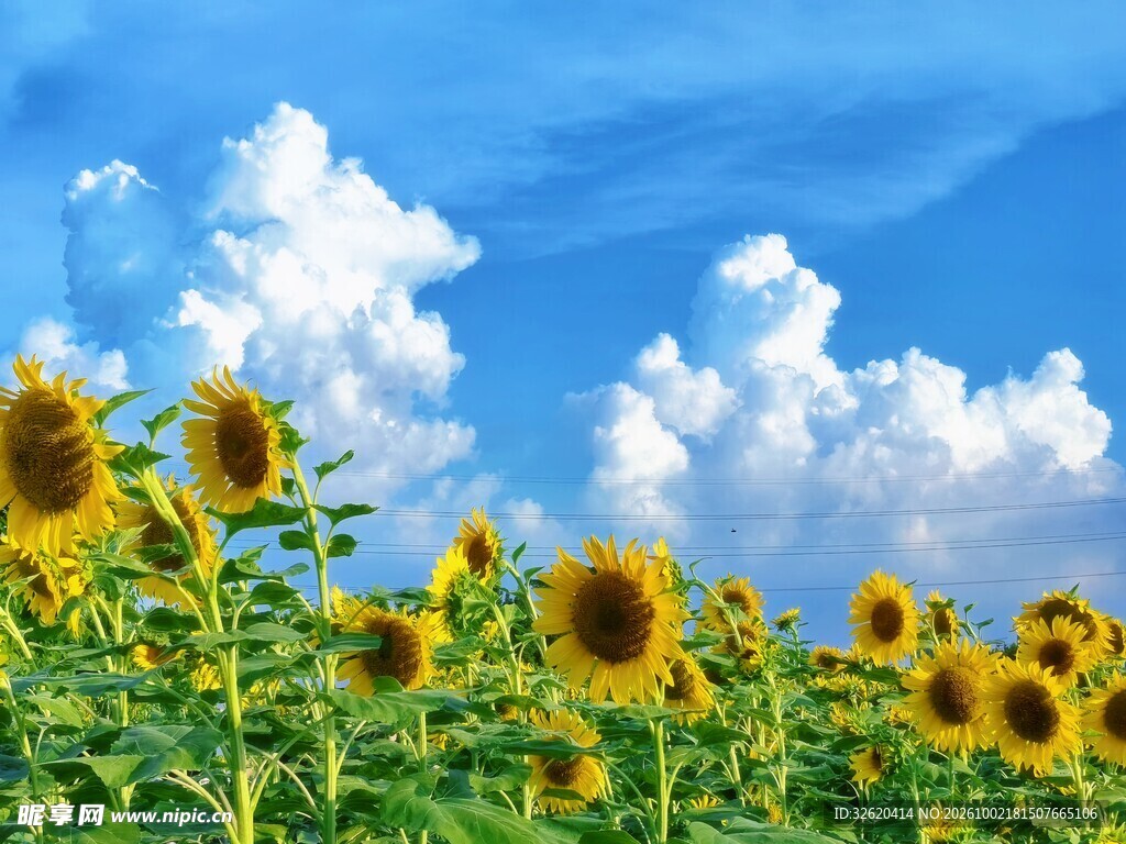 蓝天下的向日葵花田