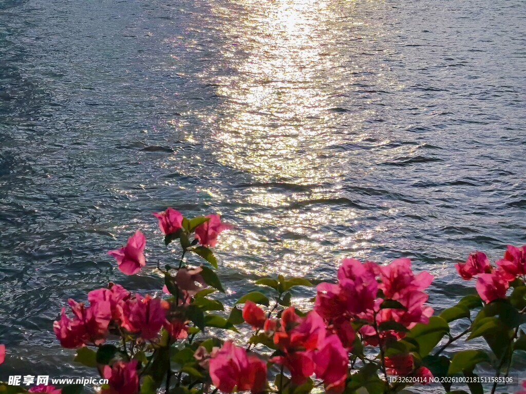 水岸红花波光美景