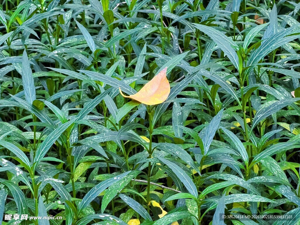 绿植丛中一片黄叶