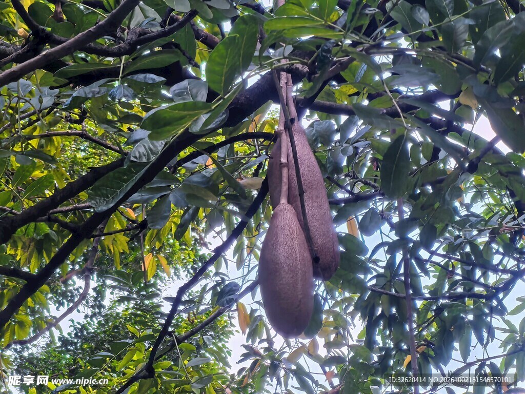 树上悬挂的紫色果荚