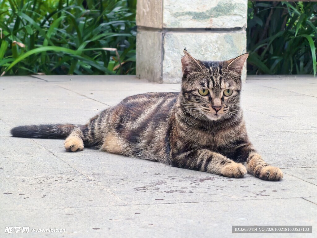 户外休憩的狸花猫