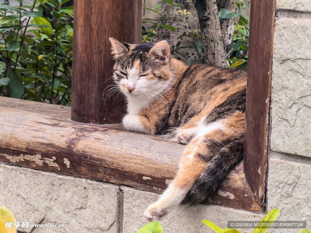三花猫