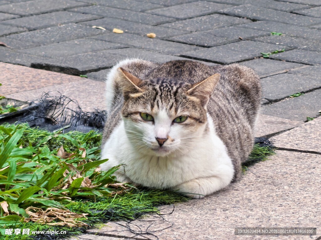 户外休憩的小猫咪