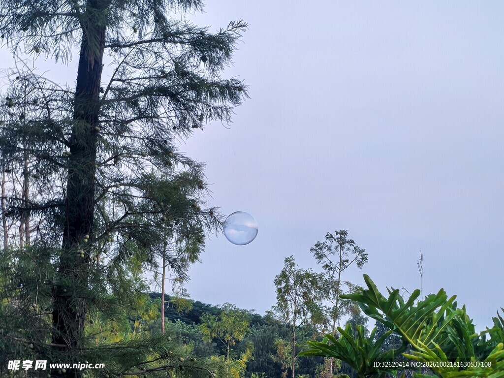 郊野树木晴空自然风景