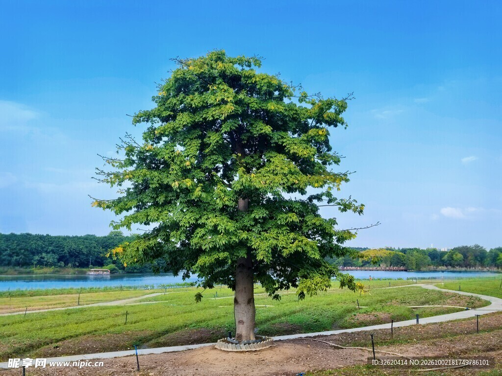 湖畔孤树清新自然风景