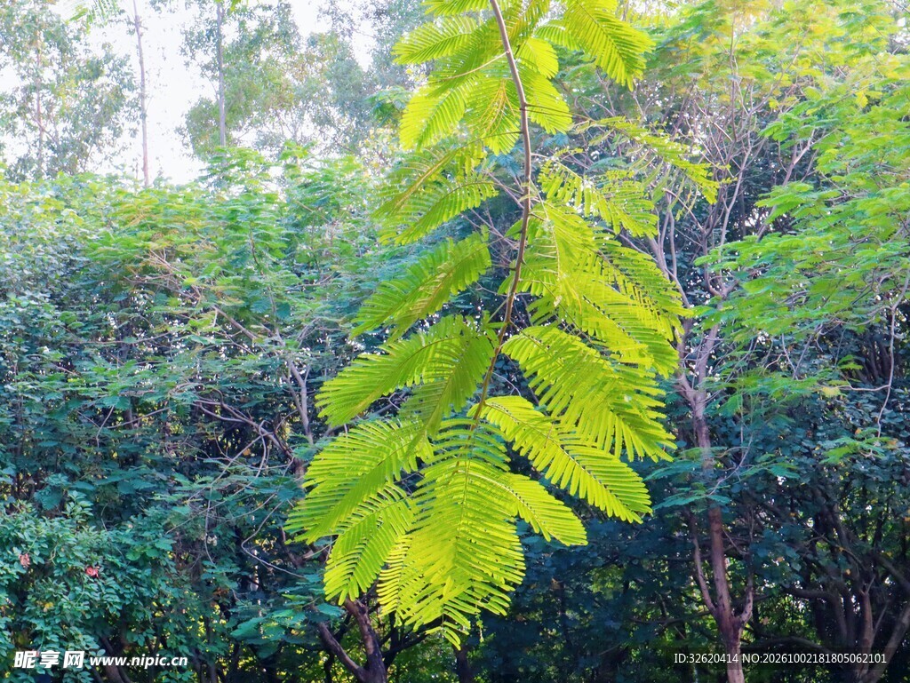 林间亮绿树叶自然风景