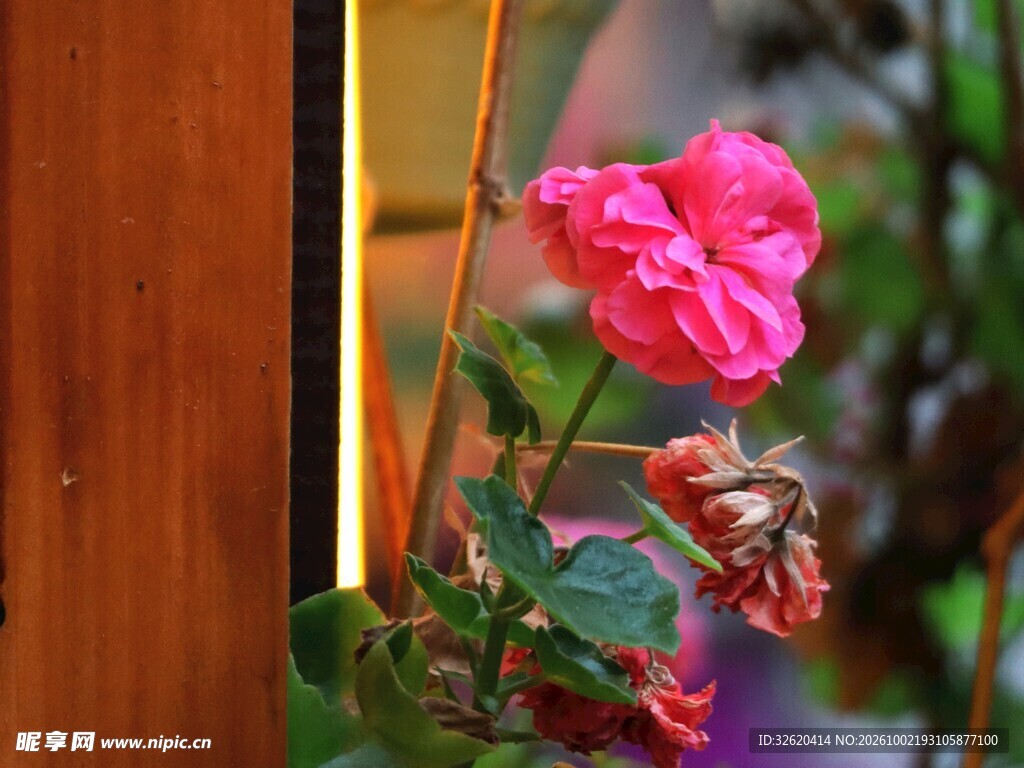 玫红色鲜花