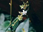 野生小白花植株
