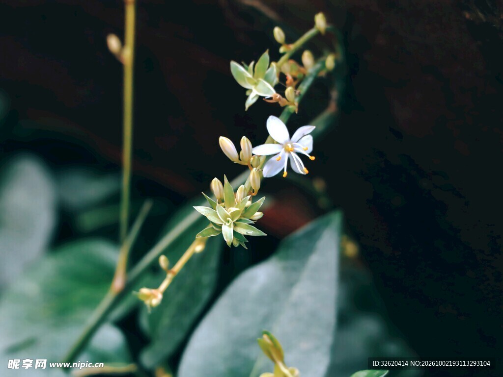 野生小白花植株