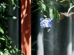 蓝色小花