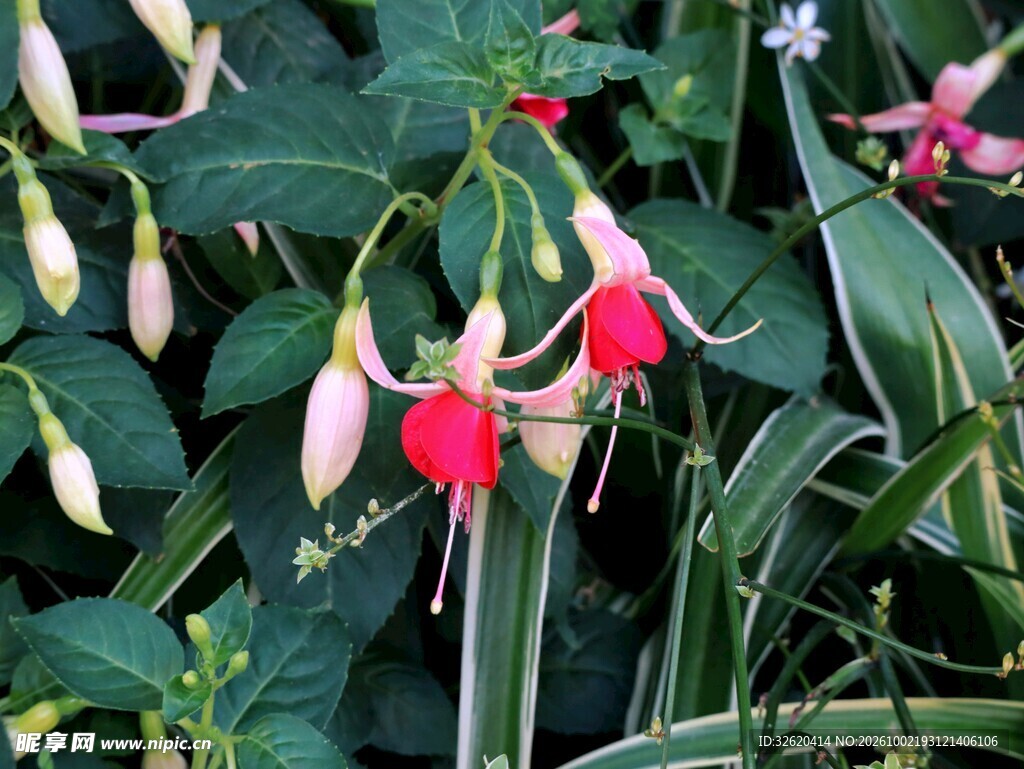 倒挂金钟花卉