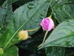 绿叶间的粉色花苞