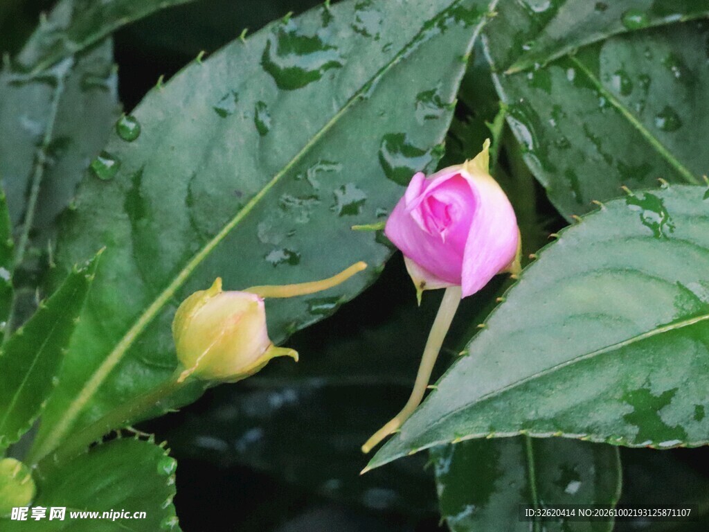 绿叶间的粉色花苞