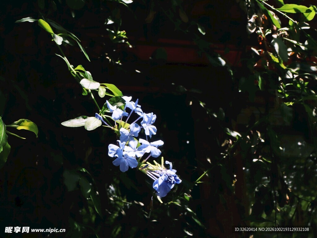 带露蓝紫色小花