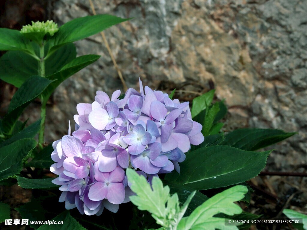 紫色绣球花