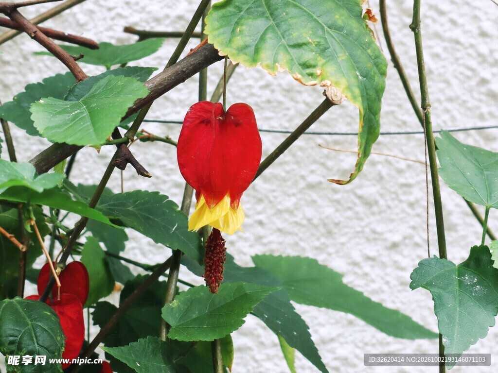 红心风铃花