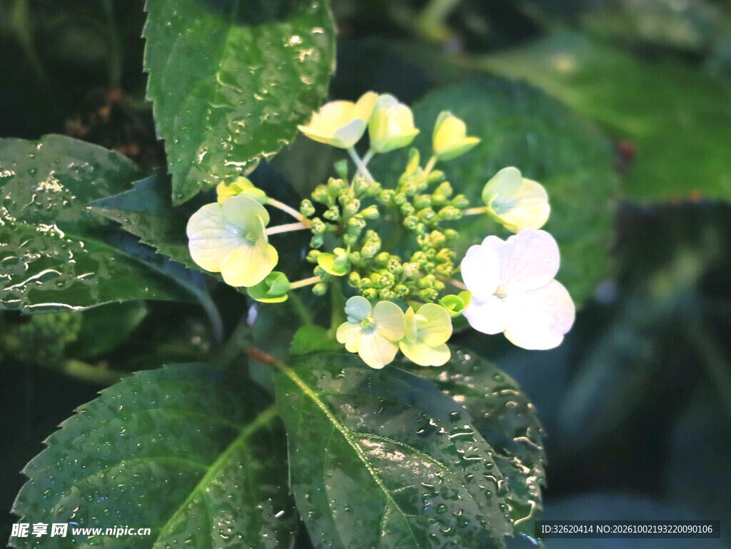 绣球花
